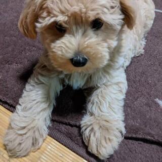 看板犬デビュー✨