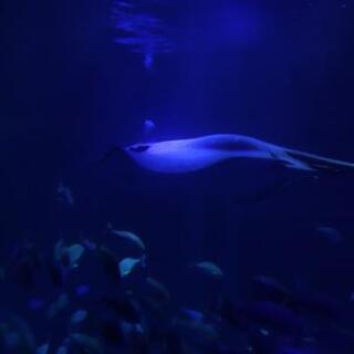 池袋のサンシャイン水族館行きませんか？