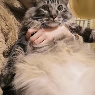 【募集停止】ふわっふわの大きな男の子"トッポ"と仲良し"あんこ"