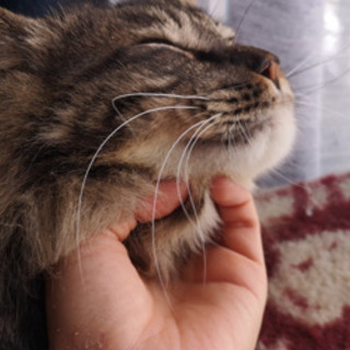 【募集停止】ふわっふわの大きな男の子"トッポ"と仲良し"あんこ" - 西東京市
