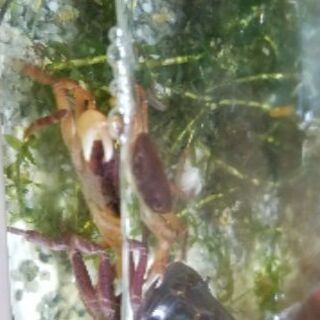 サワガニ5匹(フリーサイズ)