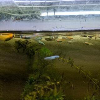 水草