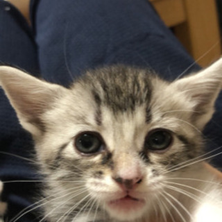 マンチカンmix子猫里親募集