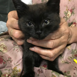 子猫