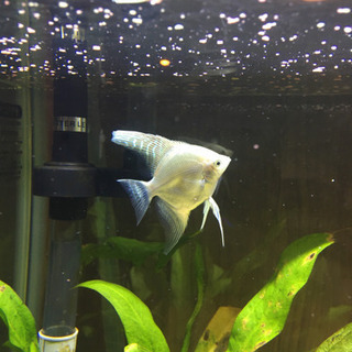 差し上げます　熱帯魚　シルバーエンゼルフィッシュ　2匹