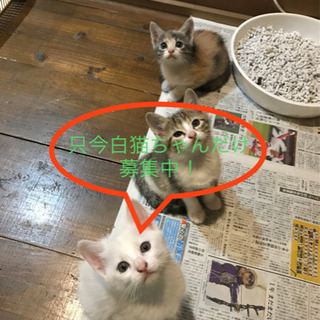 白い子猫の里親募集中！Live Camあり