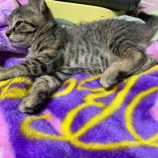 1か月半の子猫　4匹まだ里親さん募集中です