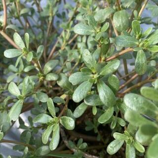 食べれる野草探し、腐葉土・堆肥作りに夢中です♪ - 北宇和郡