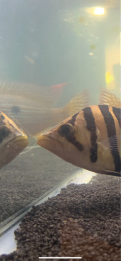 ダトニオプラスワン
