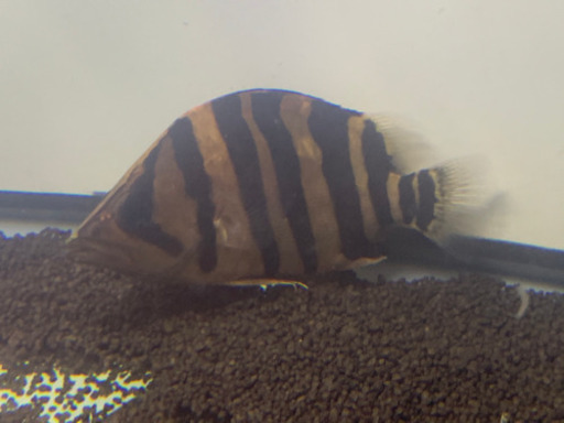 ダトニオプラスワン