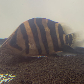 ダトニオプラスワン