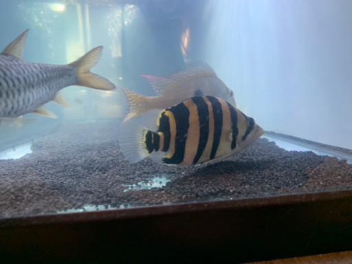 ダトニオプラスワン