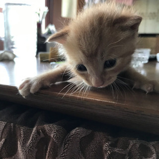子猫里親募集一旦締め切ります。
