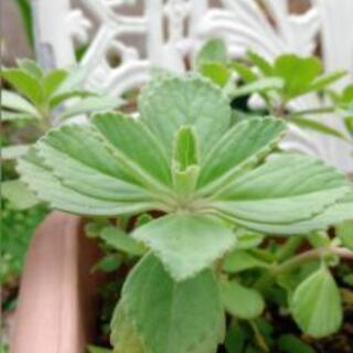 【ハーブ・薬草】ボルトジンユあげますの画像