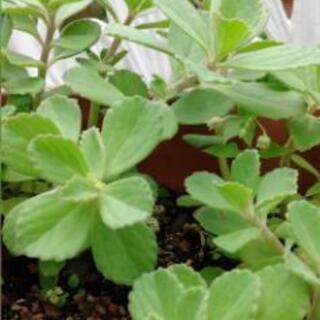 【ハーブ・薬草】ボルトジンユあげますの画像