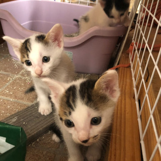 5月1日生まれの子猫