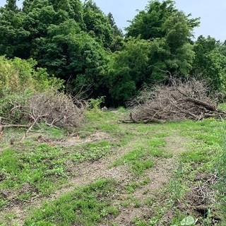 雑木あげます。薪にどうぞ。