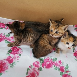 ★終了しました★【子猫キジトラ３と三毛１】幸せに育てていただける...
