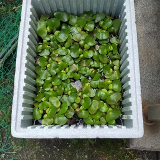 ホテイアオイあげます　その１の画像
