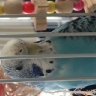 セキセイインコを探してます