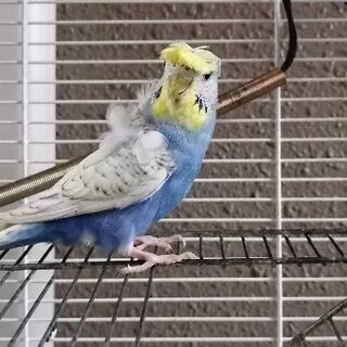 インコちゃんが一匹いる良いお宅が見つかりました