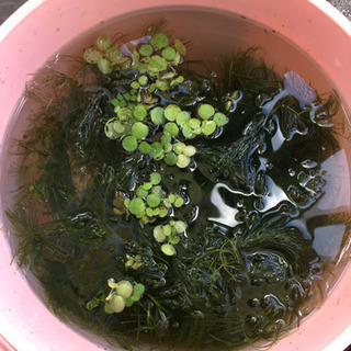 水草&浮草の画像