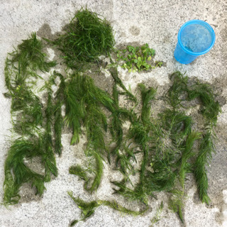 水草&浮草の画像
