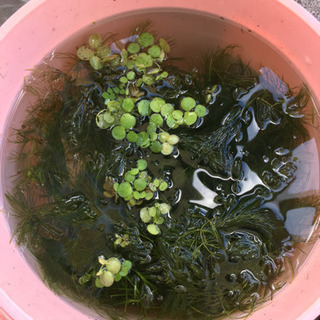 水草&浮草の画像
