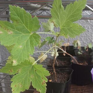 レッドカラントの苗、実生苗。レッドカシス、セイヨウスグリ