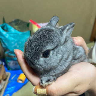 子うさぎ