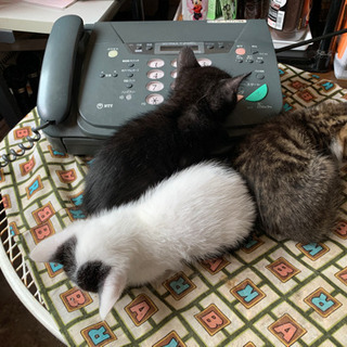 4月２０日生まれ　