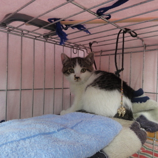 可愛い仔猫・里親募集