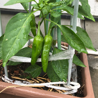病気がある方