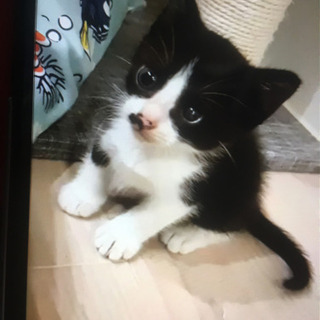 片目だけが膜がはってる感じの子猫ちゃんです。この子を助けて下さい。