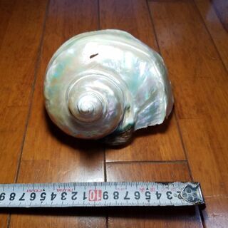 夜光貝、鏡面磨き、アクセサリー、貝、置物　、ハンドメイド⑦