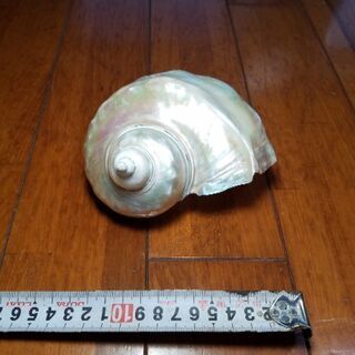 夜光貝、アクセサリー、鏡面磨き、置物、海、⑧.ハンドメイド
