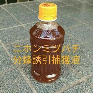 【安心決済可】日本ミツバチ 分蜂 誘引 捕獲液