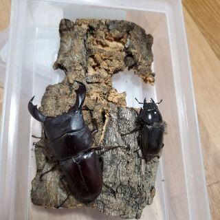 スラウェシオオヒラタクワガタ♂️♀️ペアその2