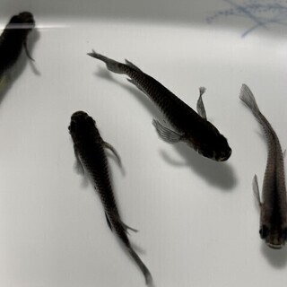 メダカ オロチ 有精卵 50個 発送可能 