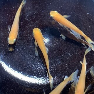 メダカ 紅帝 楊貴妃 有精卵 １００個 発送可能