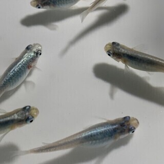 メダカ 深海 マリンブルー 有精卵 100個 発送可能 ※深海 ...