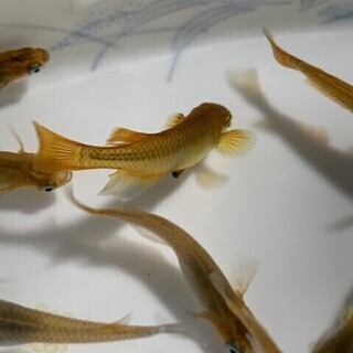 メダカ 琥珀 有精卵 100個 発送可能 ※琥珀は白い容器に入れ...
