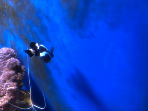 ブラックオセラリス