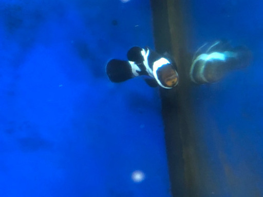 ブラックオセラリス