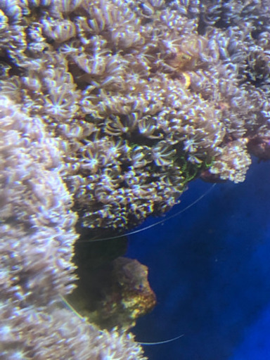 ウミアザミ