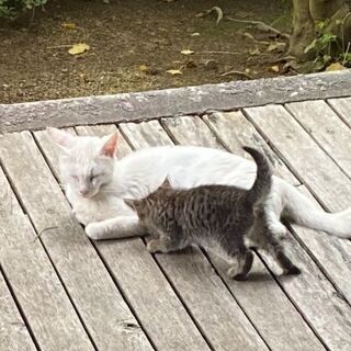 白、ハチワレ、キジトラの子猫