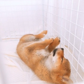 子犬♂たくさんのお問い合わせありがとうございました。里親様決まり...