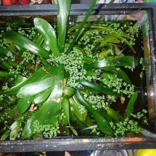 メダカ0円の画像