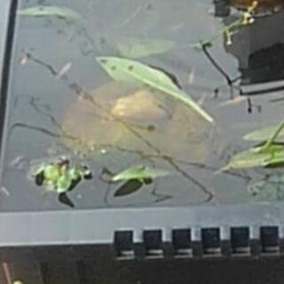 メダカ0円の画像