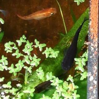 メダカ0円の画像